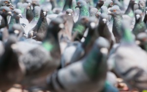 google-pigeon-algorithm