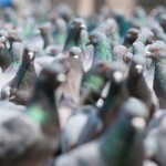 Local SEO – Google Pigeon Algorithm Update