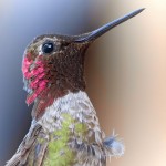 Have You Optimized For Google Hummingbird?